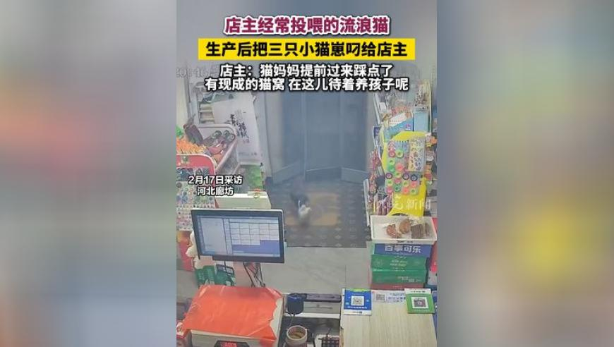 澳门彩免费资料查询香港王中王,詹俊：阿森纳备战需练好防守反击,重点解答解释落实_iosV4.80
